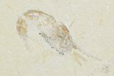 Cretaceous Fossil Fishes (Gaudryella) and Shrimp - Lebanon #162791-2